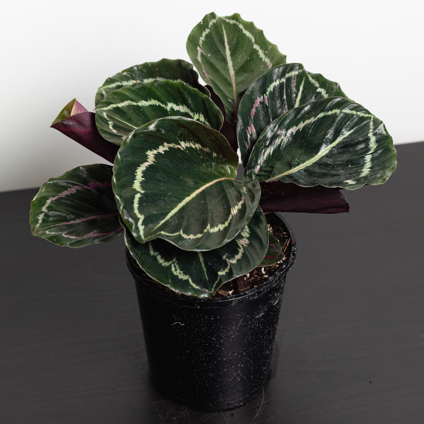 Calathea Variety (130mm Pot Size)