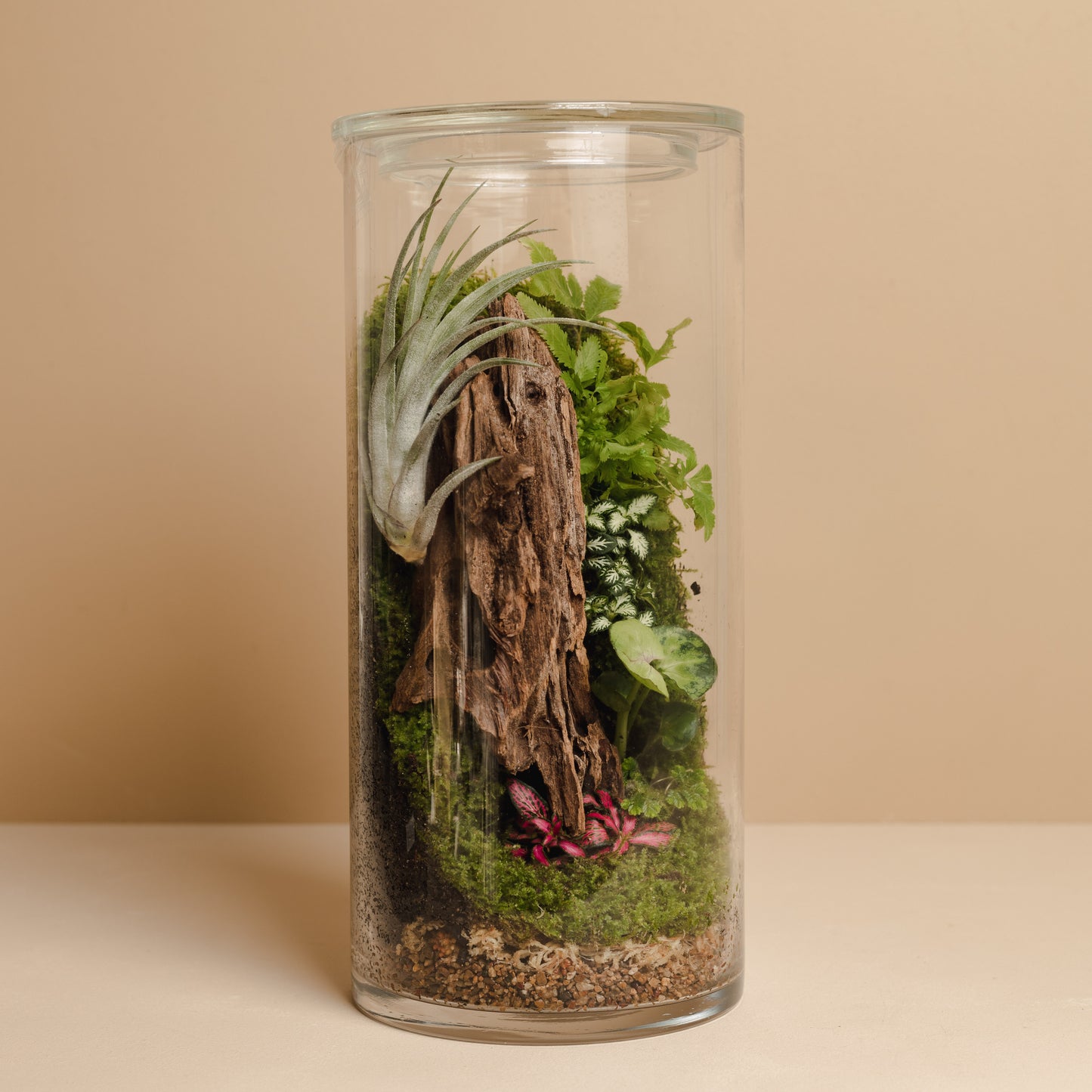 Terrarium Plant Assortment (Medium Vessel)