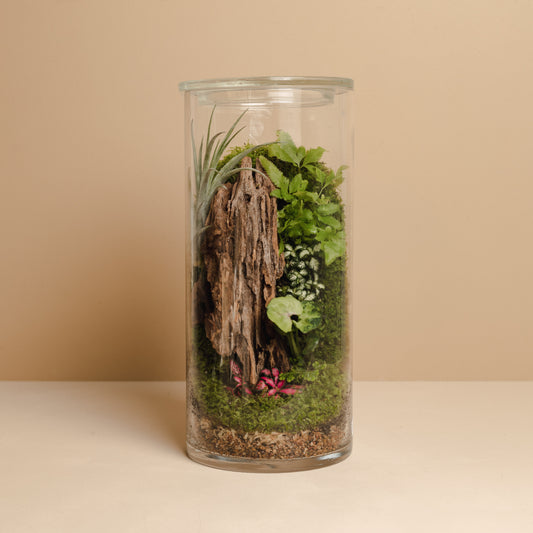 Terrarium Plant Assortment (Medium Vessel)