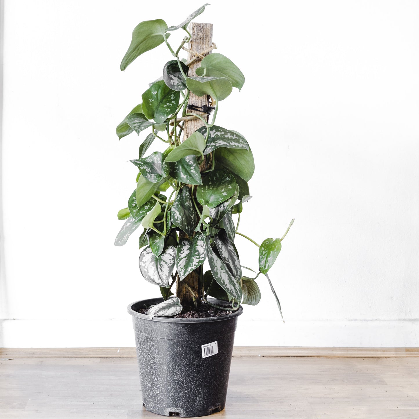Scindapsus 'Pictus' Totem Pole, (250mm Pot Size)