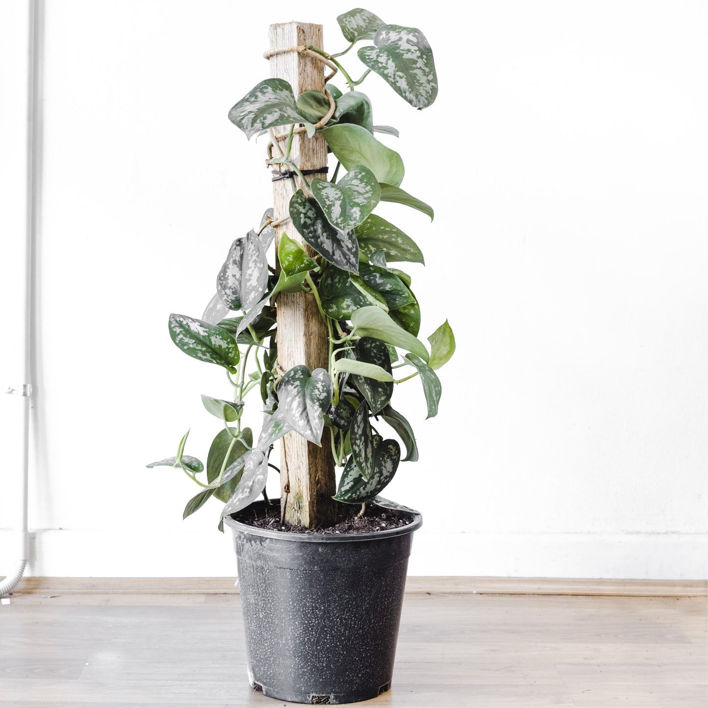 Scindapsus 'Pictus' Totem Pole, (250mm Pot Size)
