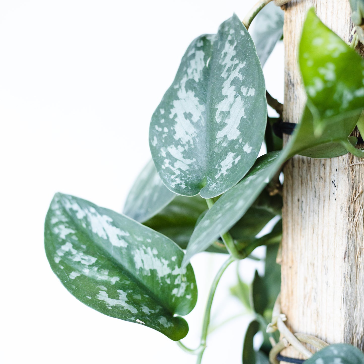 Scindapsus 'Pictus' Totem Pole, (250mm Pot Size)