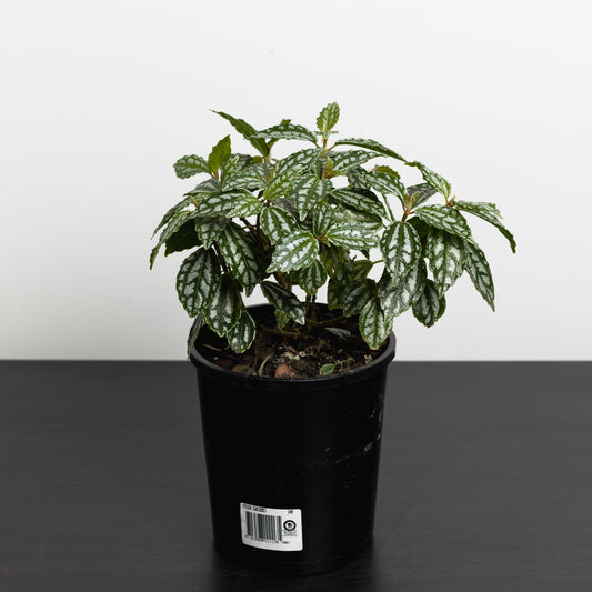 Pilea Cadierei, Aluminium Plant (140mm Pot Size)