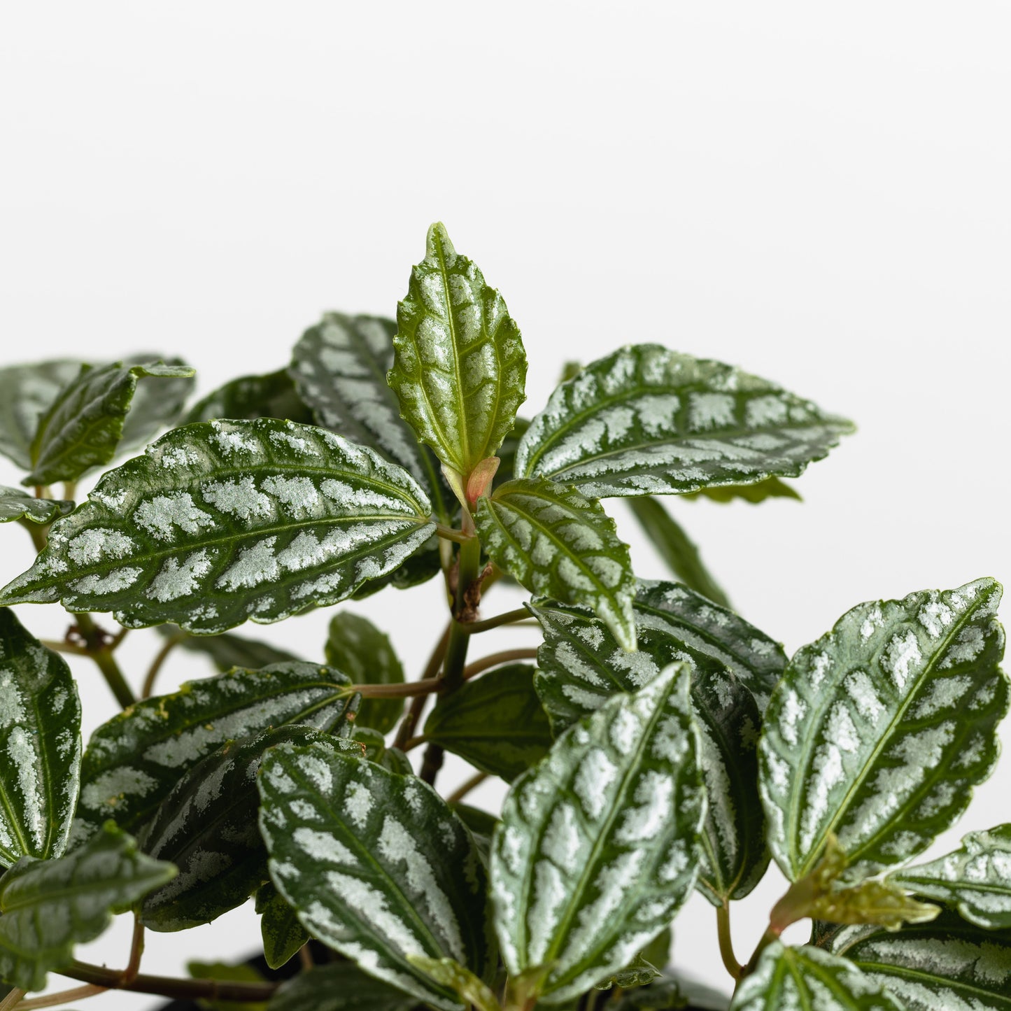 Pilea Cadierei, Aluminium Plant (140mm Pot Size)
