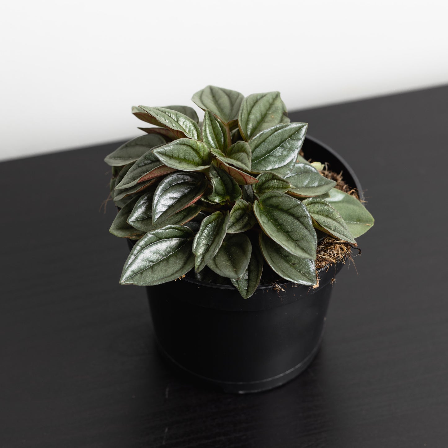 Peperomia Caperata, "Napoli Nights" (95mm pot size)