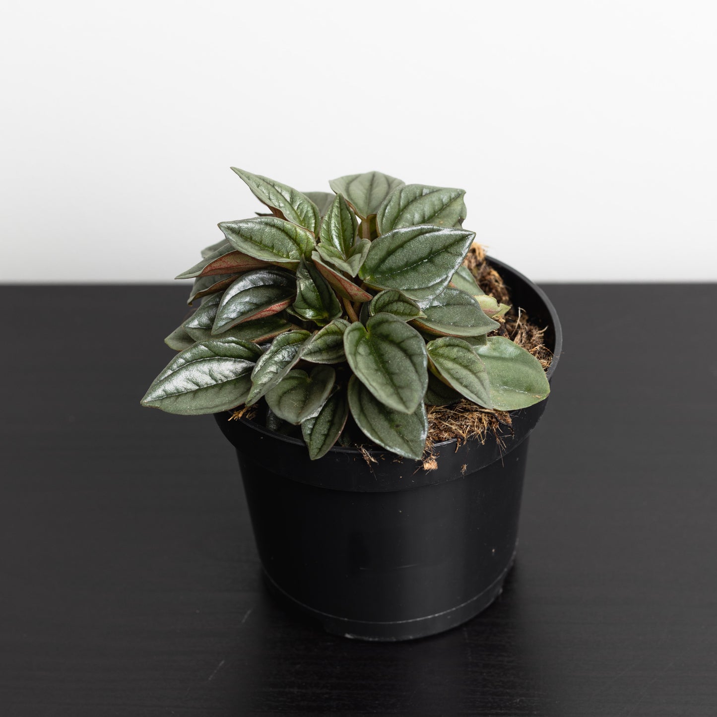 Peperomia Caperata, "Napoli Nights" (95mm pot size)