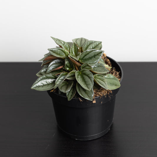 Peperomia Caperata, "Napoli Nights" (95mm pot size)