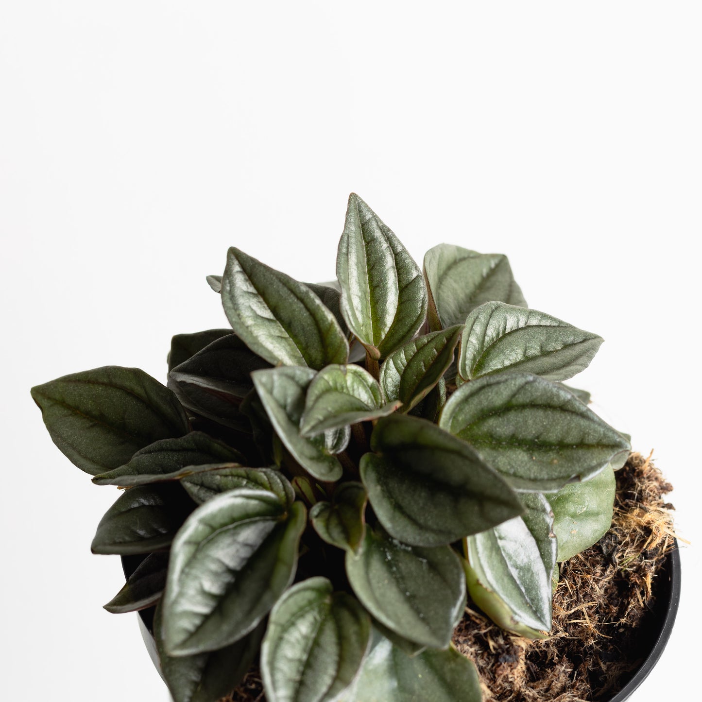 Peperomia Caperata, "Napoli Nights" (95mm pot size)