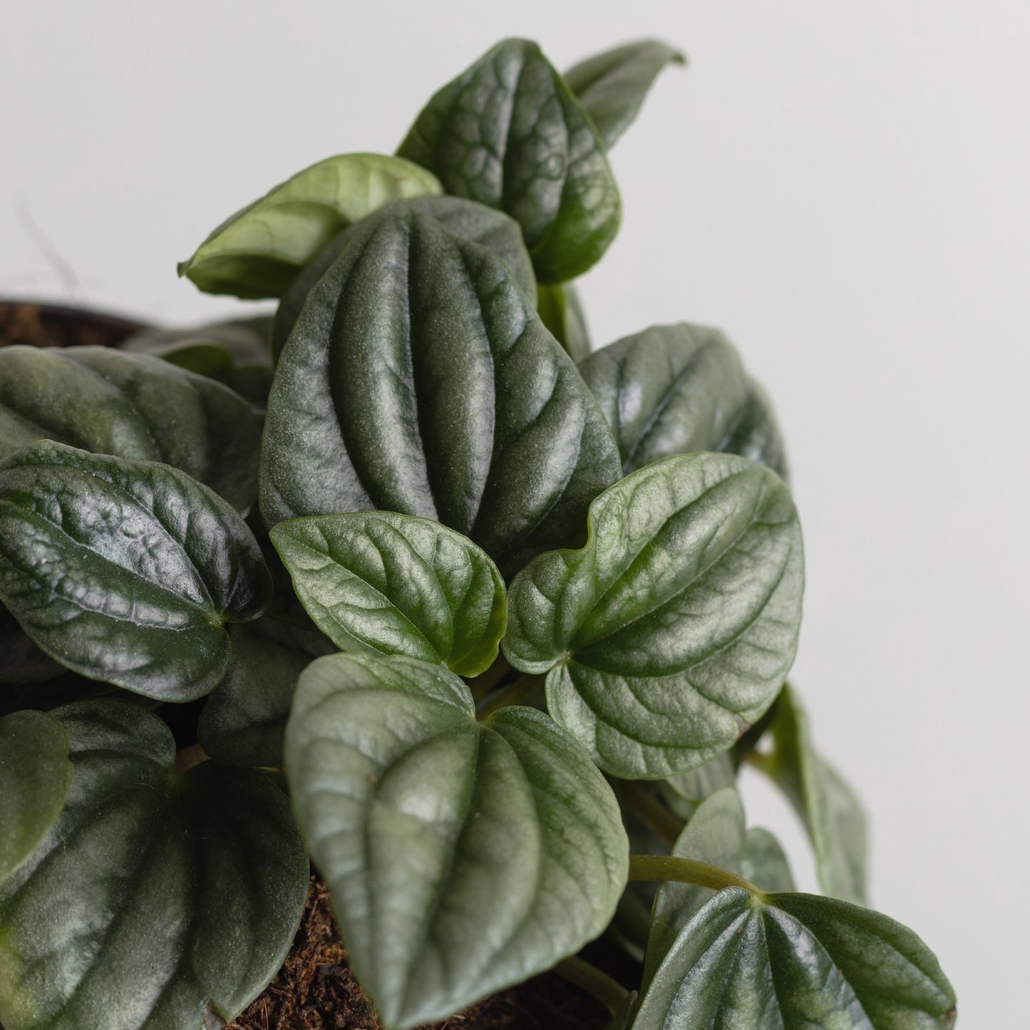 Peperomia Moonlight (95mm Pot Size)
