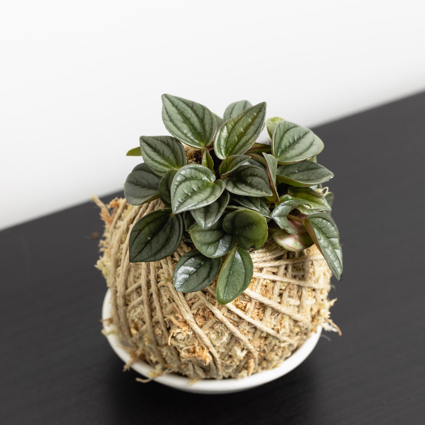 Peperomia 'Napoli Nights', Mini Kokedama
