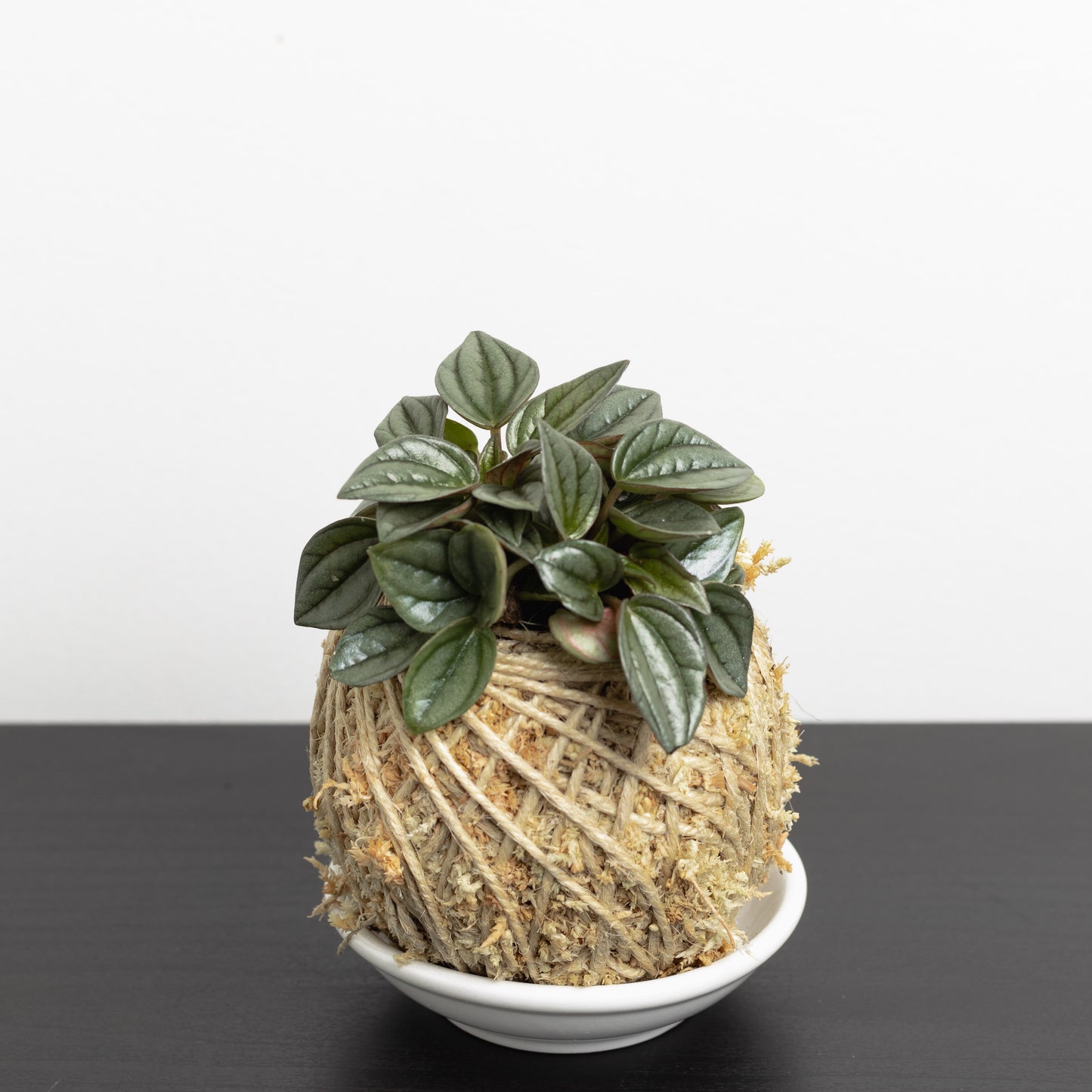 Peperomia 'Napoli Nights', Mini Kokedama