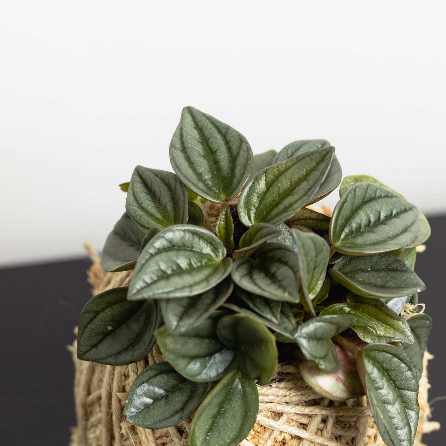 Peperomia 'Napoli Nights', Mini Kokedama