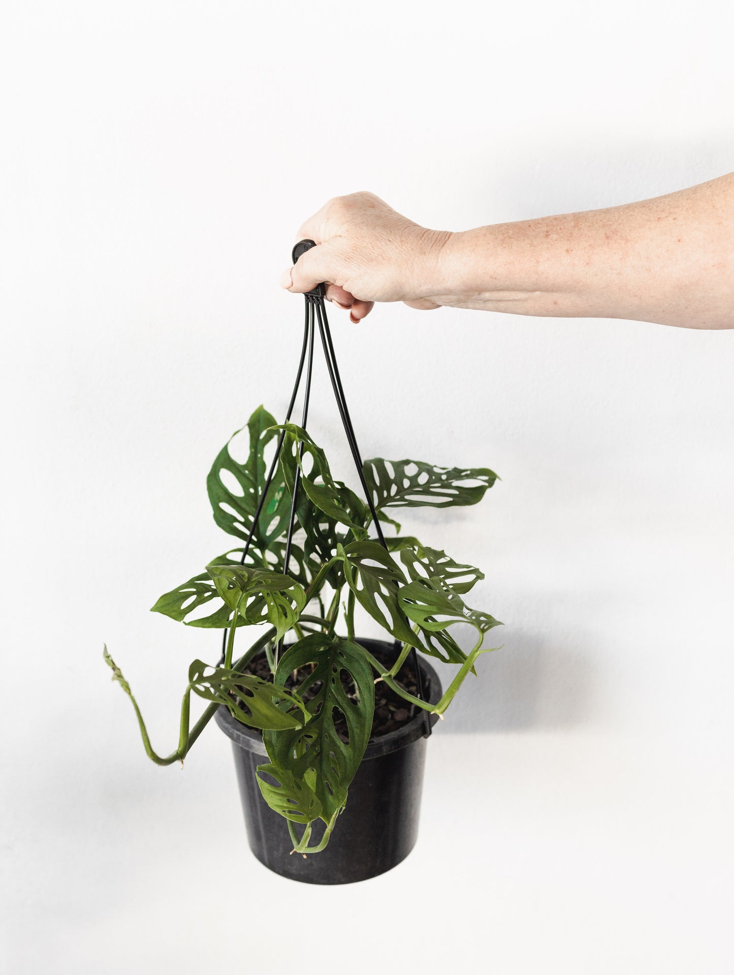 Monstera Adansonii (180mm Pot Size)