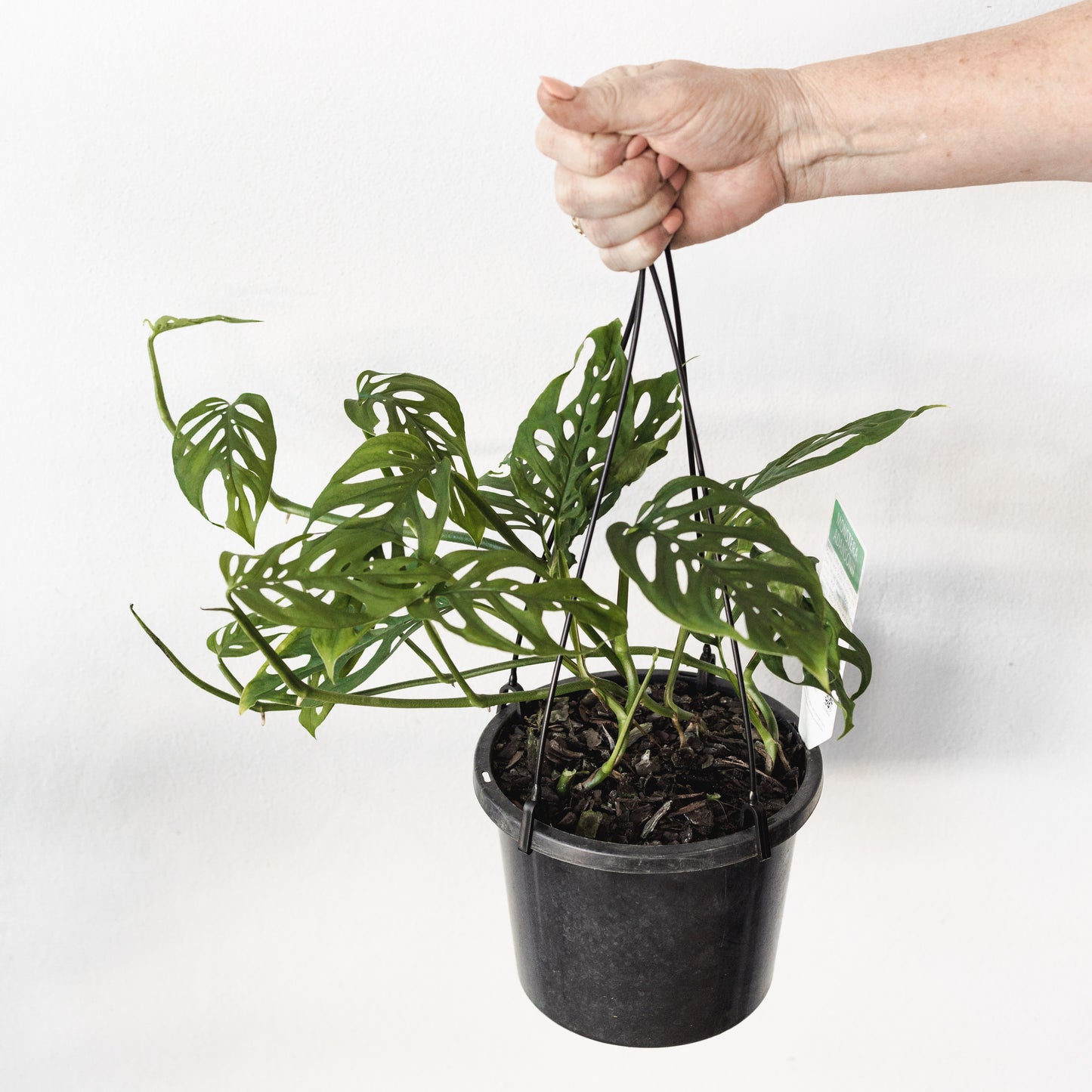 Monstera Adansonii (180mm Pot Size)