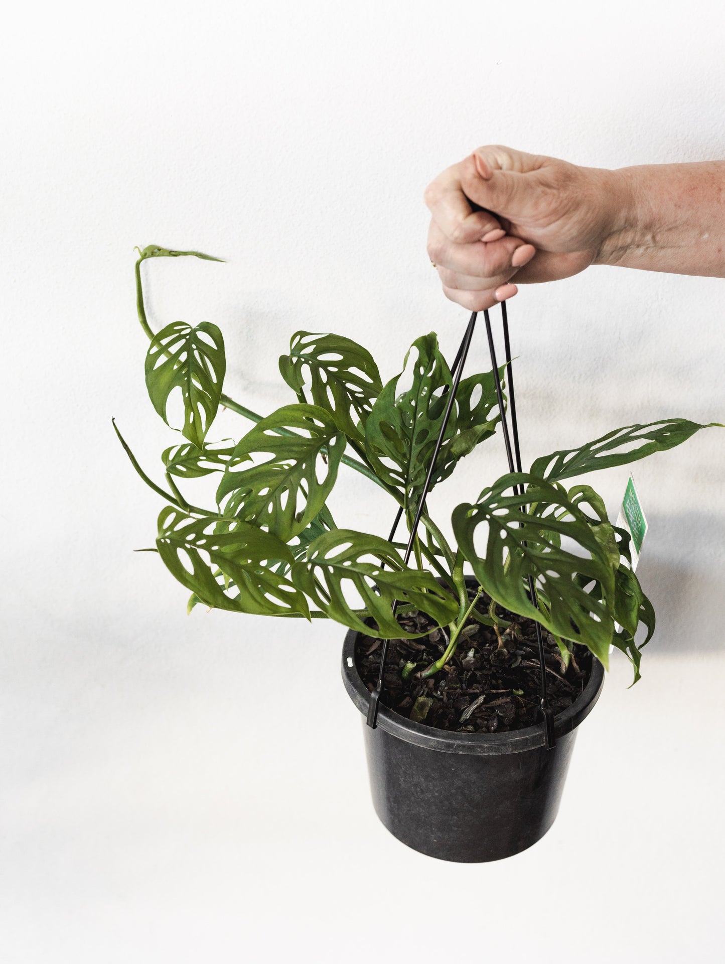Monstera Adansonii (180mm Pot Size)