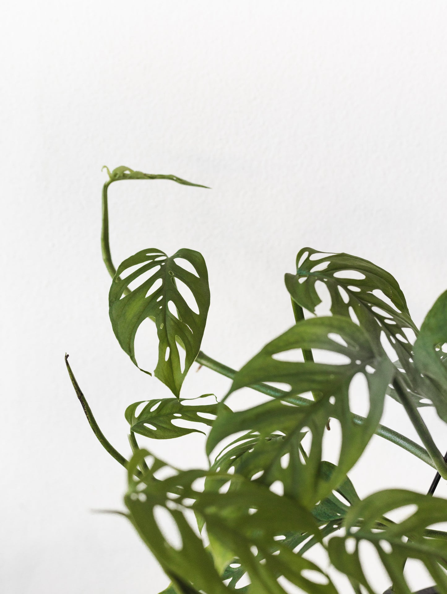 Monstera Adansonii (180mm Pot Size)