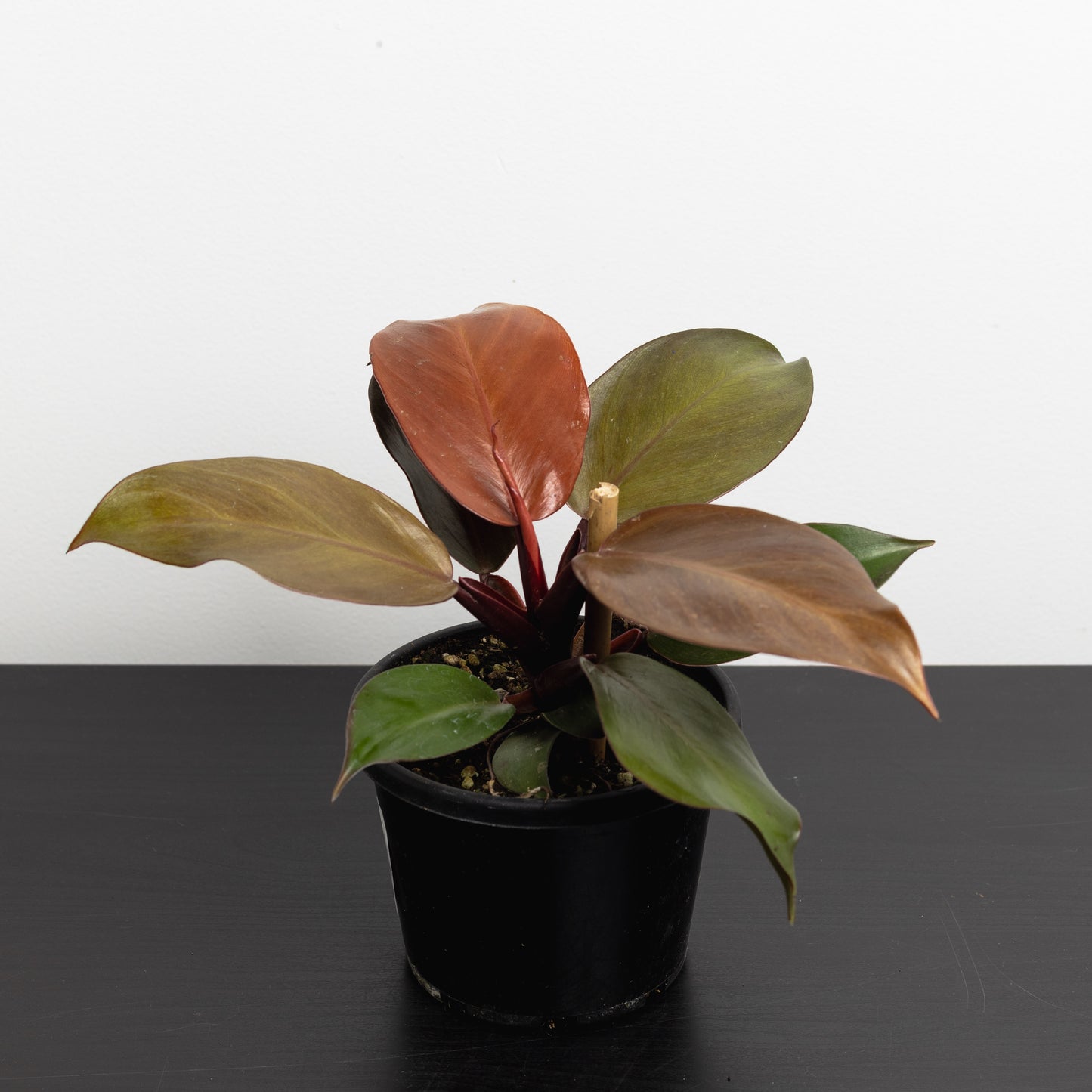 Philodendron 'Prince Orange' (130mm Pot Size)