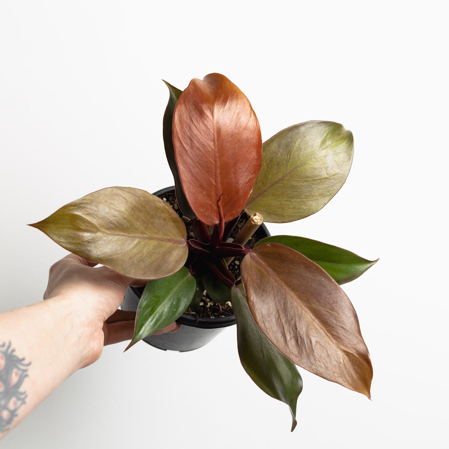 Philodendron 'Prince Orange' (130mm Pot Size)