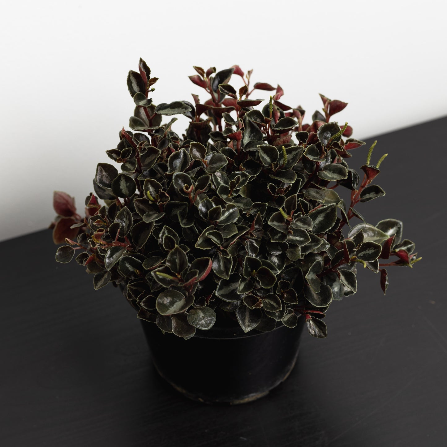 Peperomia Galaxy (130mm Pot size)