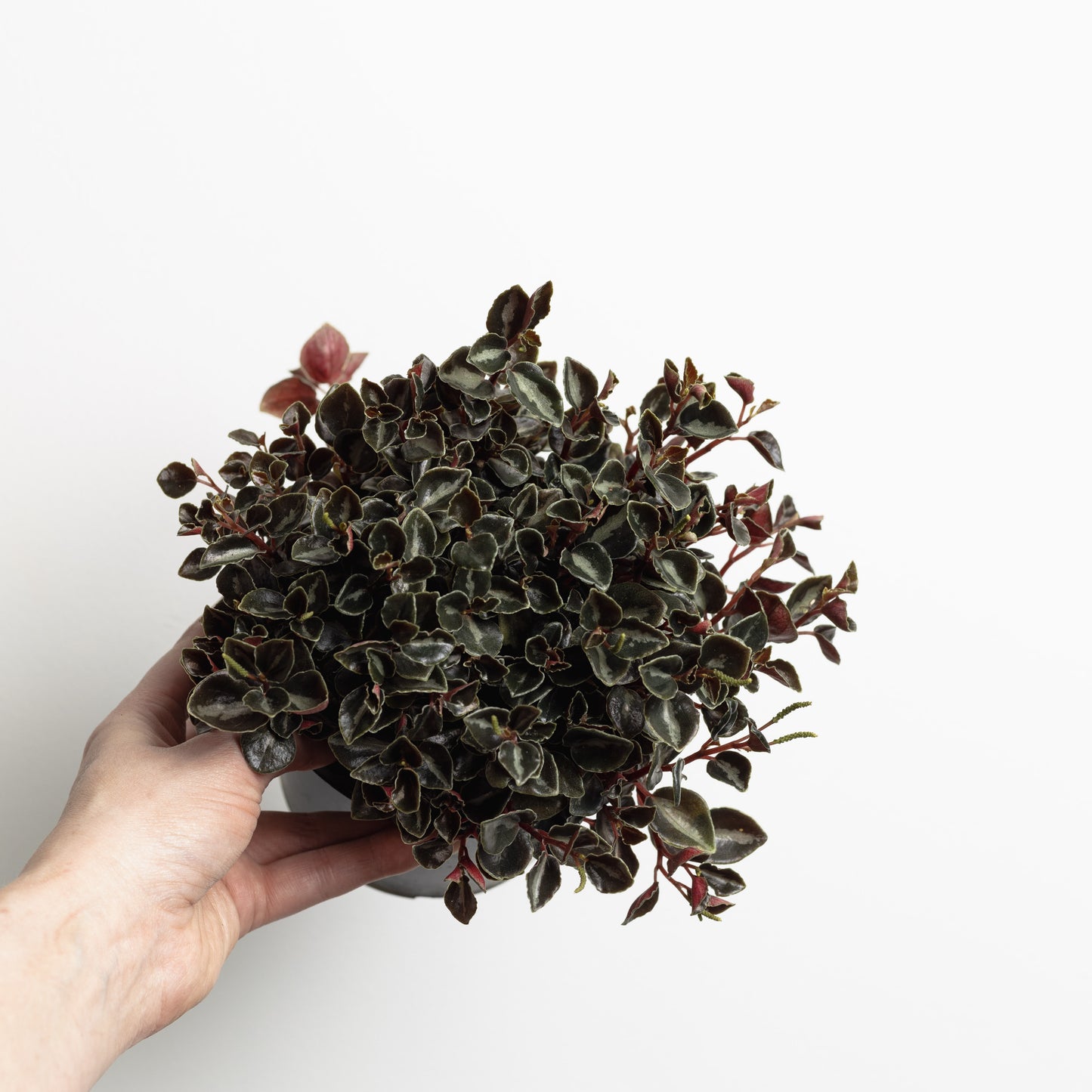 Peperomia Galaxy (130mm Pot size)