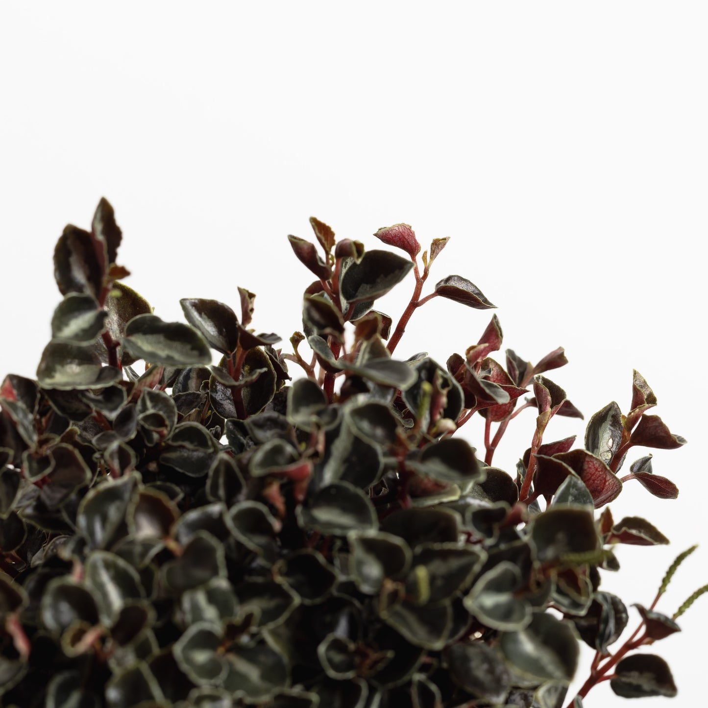 Peperomia Galaxy (130mm Pot size)