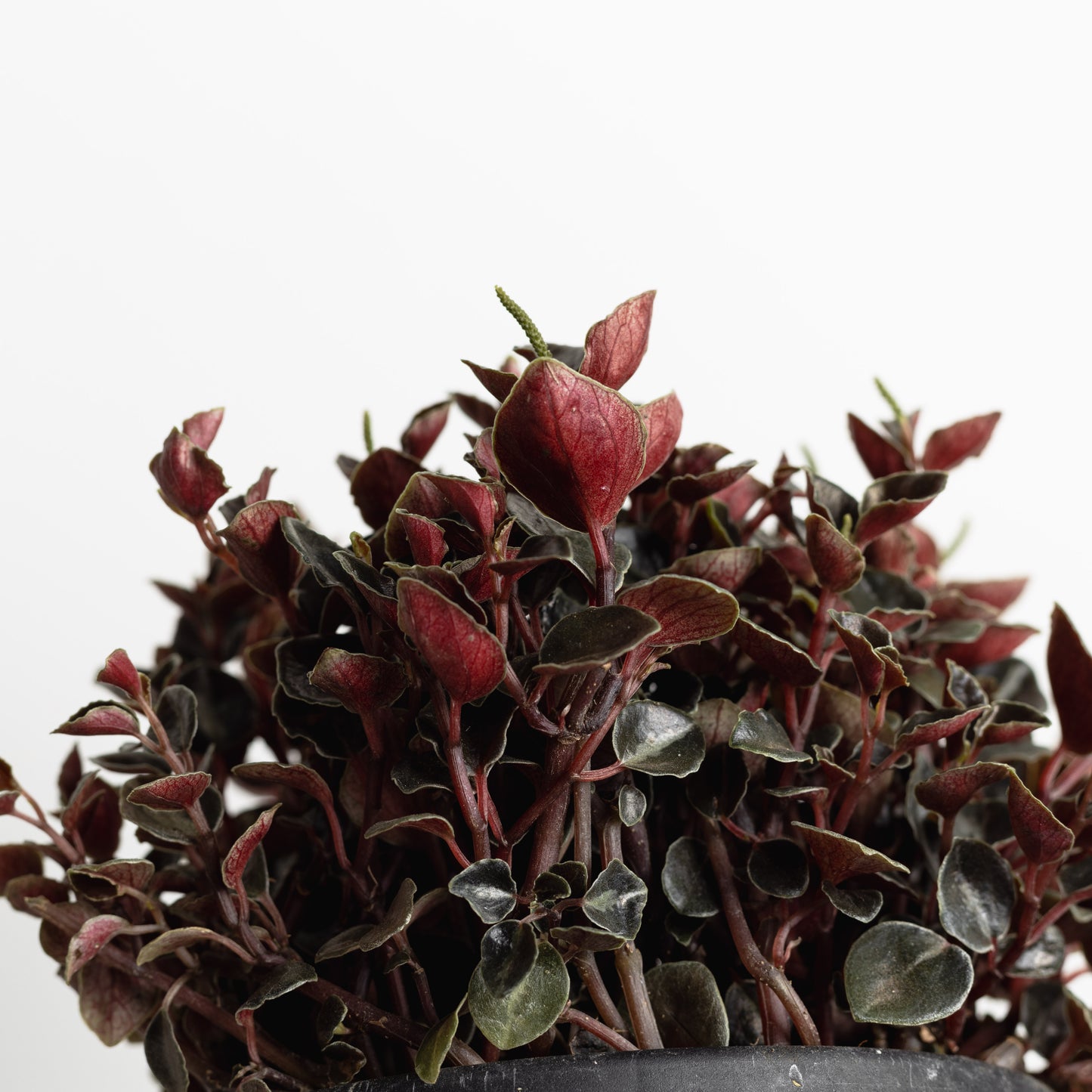 Peperomia Galaxy (130mm Pot size)