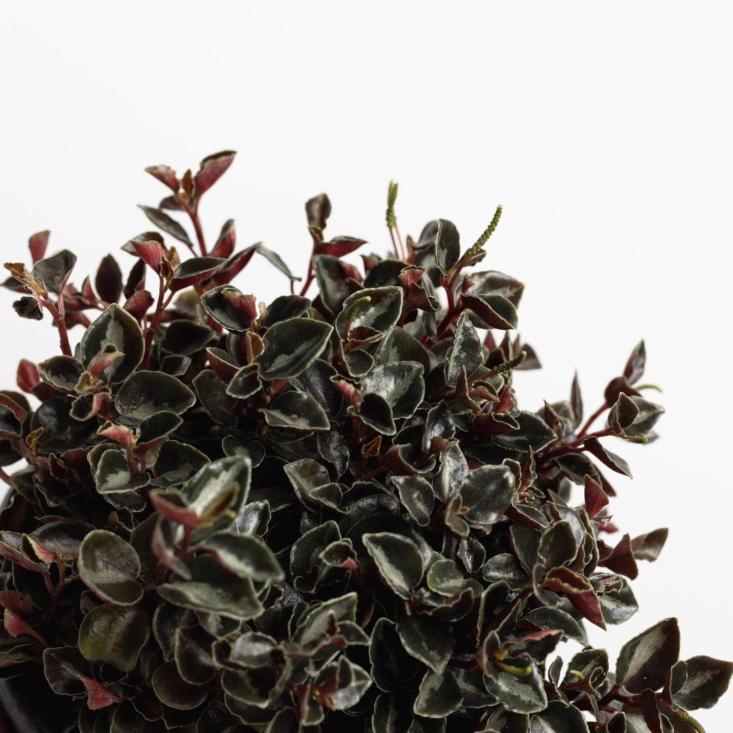 Peperomia Galaxy (130mm Pot size)