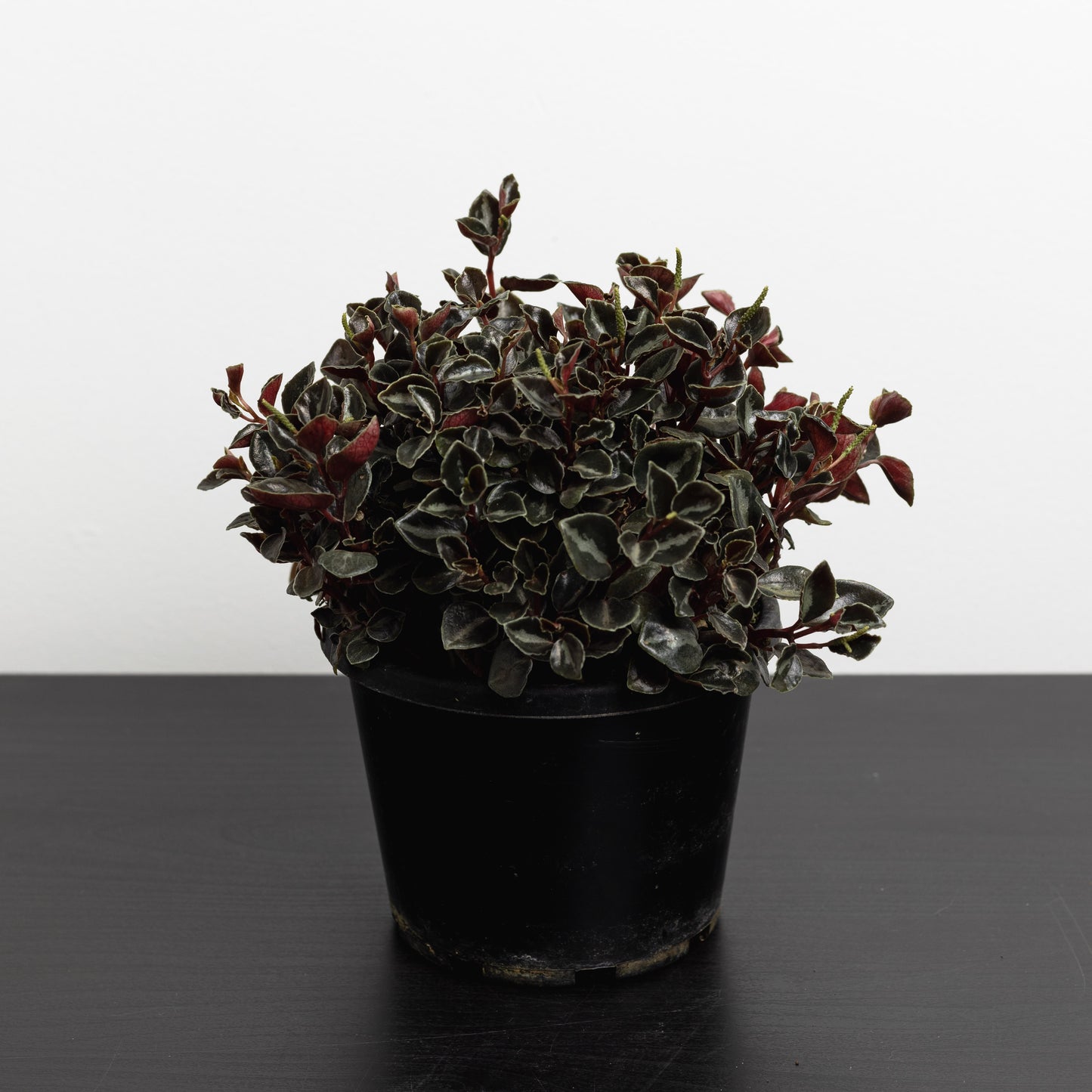 Peperomia Galaxy (130mm Pot size)