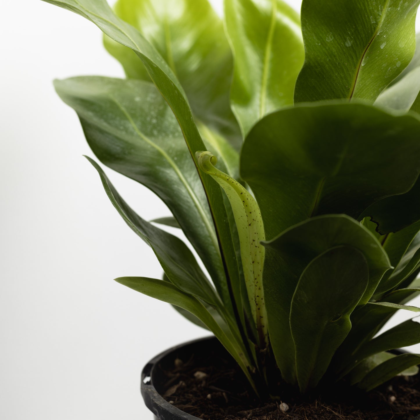 Norfolk Gem Bird's Nest (140mm Pot Size)