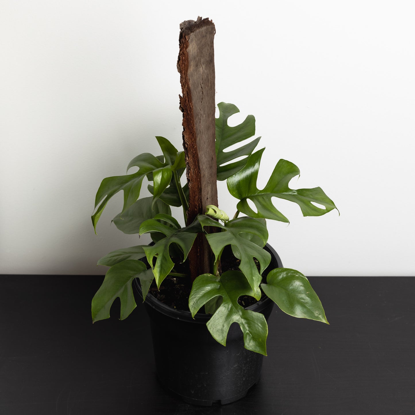 Rhaphidophora tetrasperma, 'Mini Monstera' (200mm Pot size)