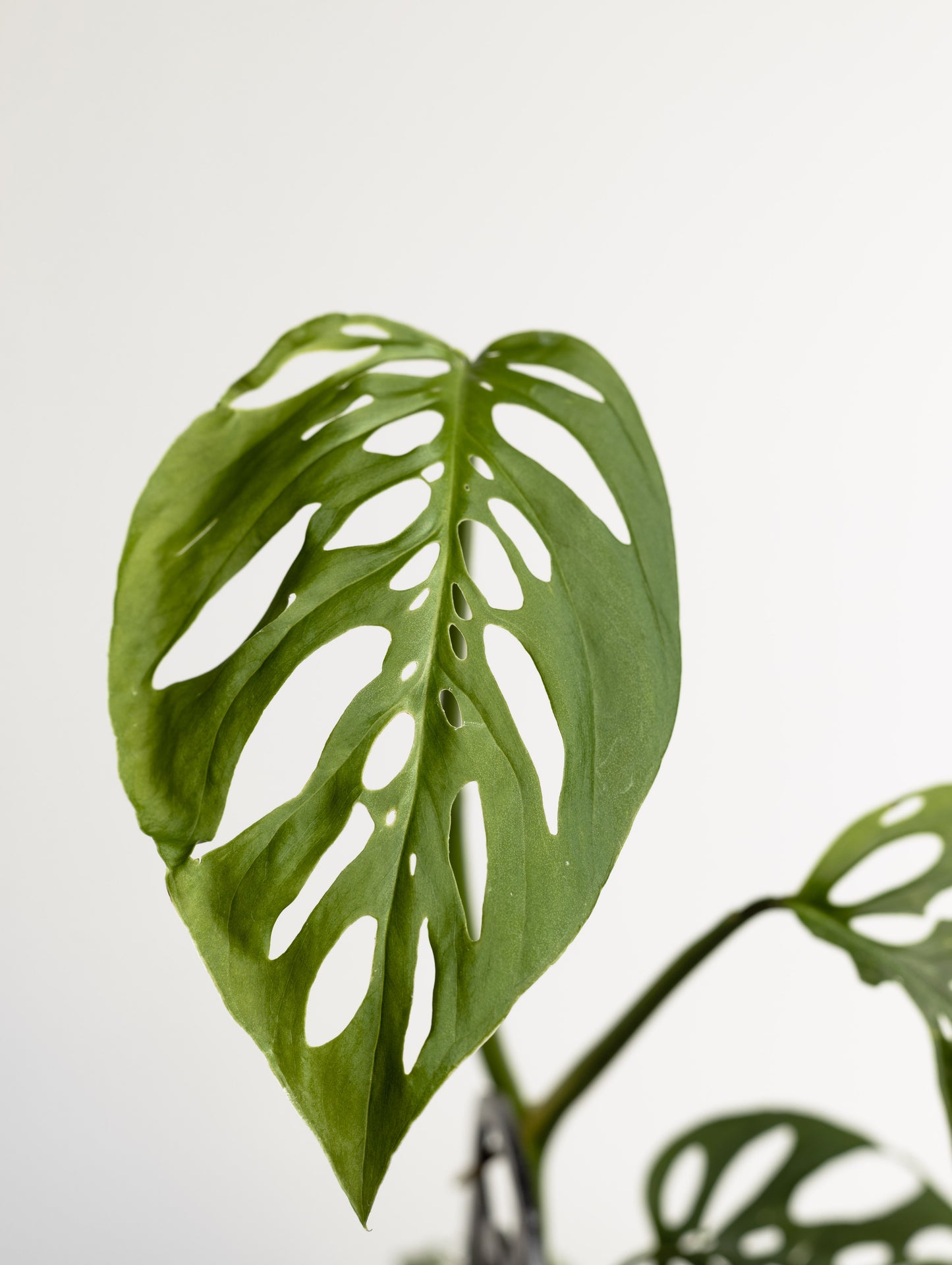 Monstera Adansonii (130mm Pot Size)