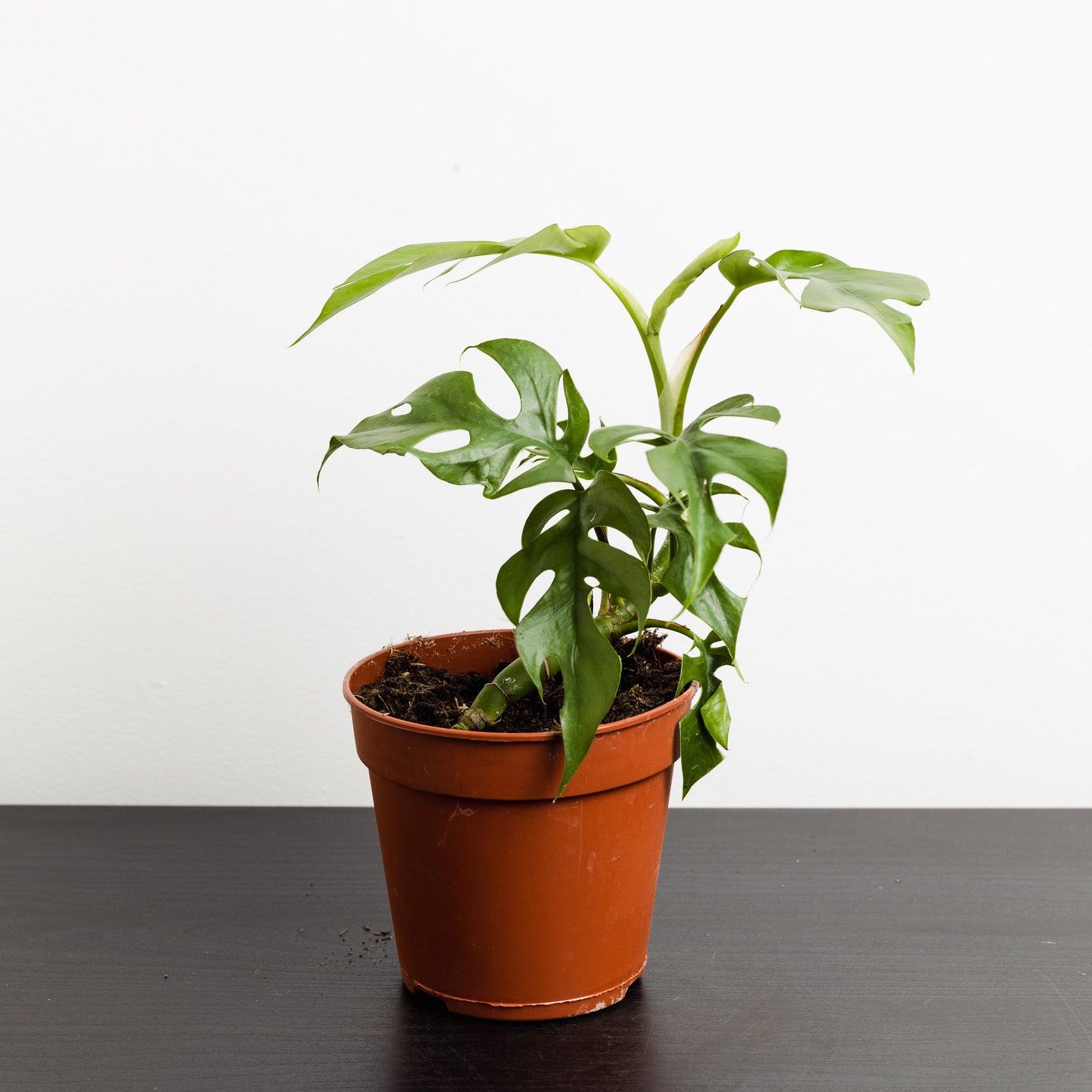 Rhaphidophora tetrasperma, 'Mini Monstera' (120mm Pot Size)