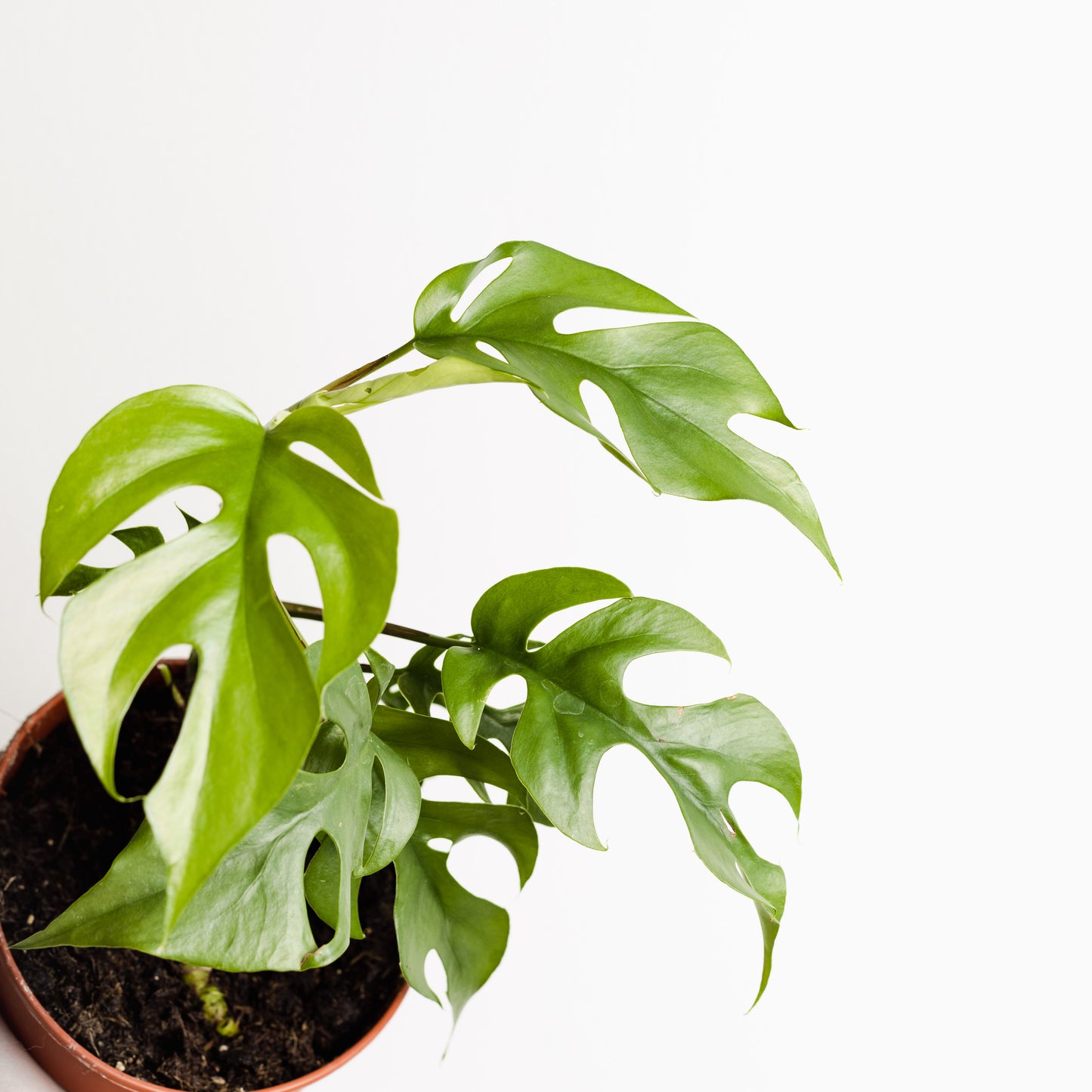 Rhaphidophora tetrasperma, 'Mini Monstera' (120mm Pot Size)