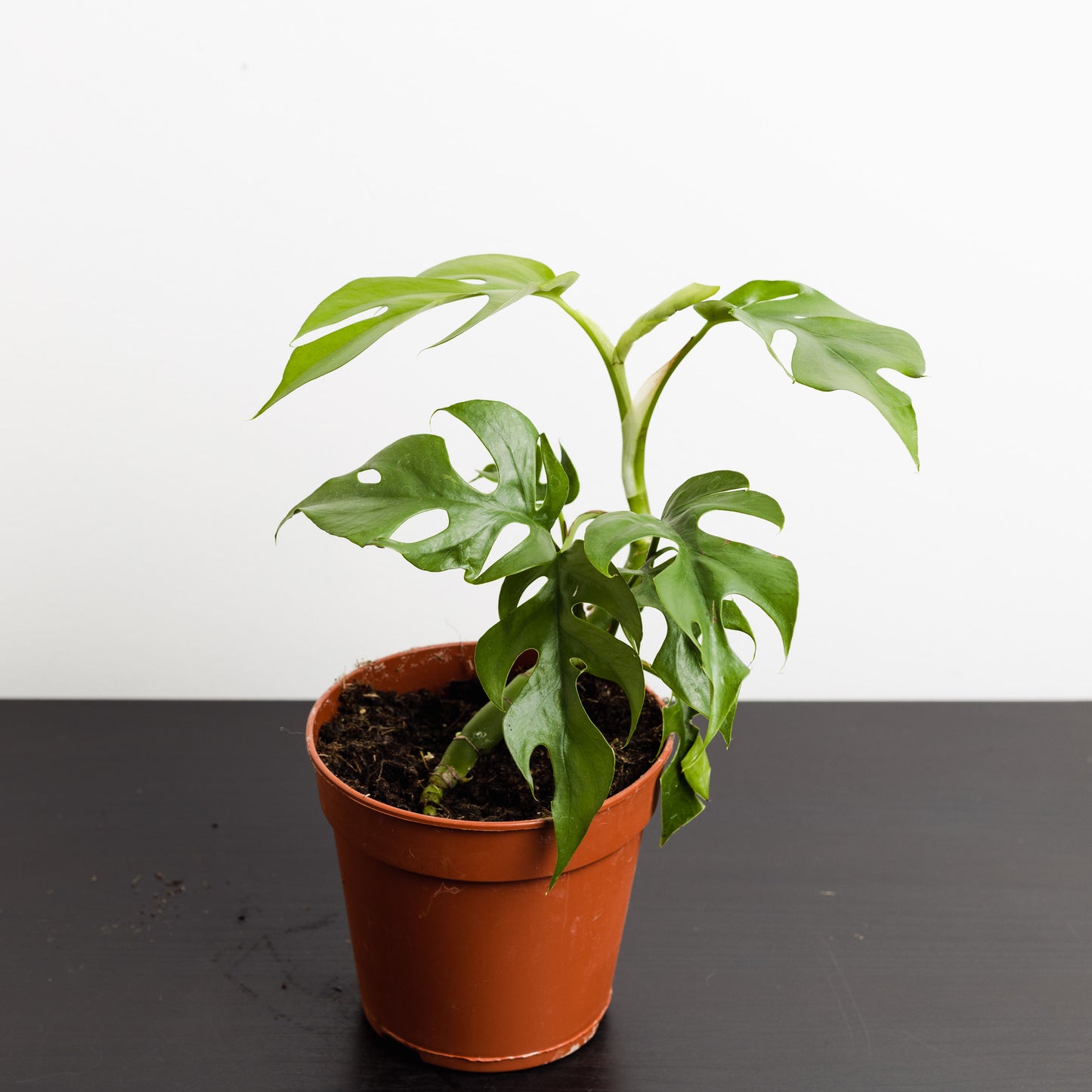 Rhaphidophora tetrasperma, 'Mini Monstera' (120mm Pot Size)
