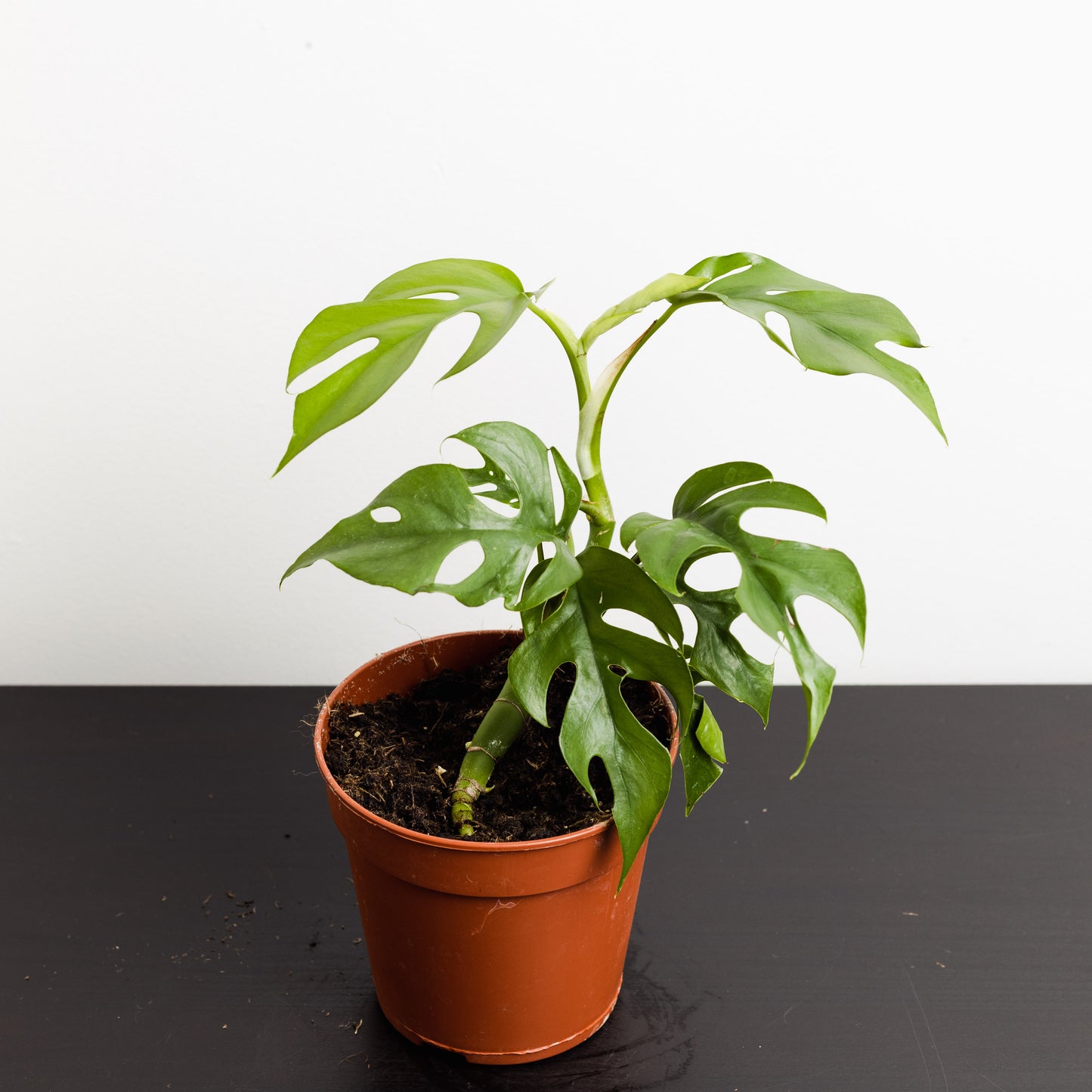 Rhaphidophora tetrasperma, 'Mini Monstera' (120mm Pot Size)