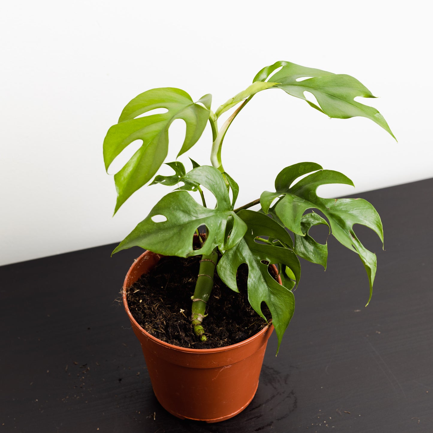 Rhaphidophora tetrasperma, 'Mini Monstera' (120mm Pot Size)