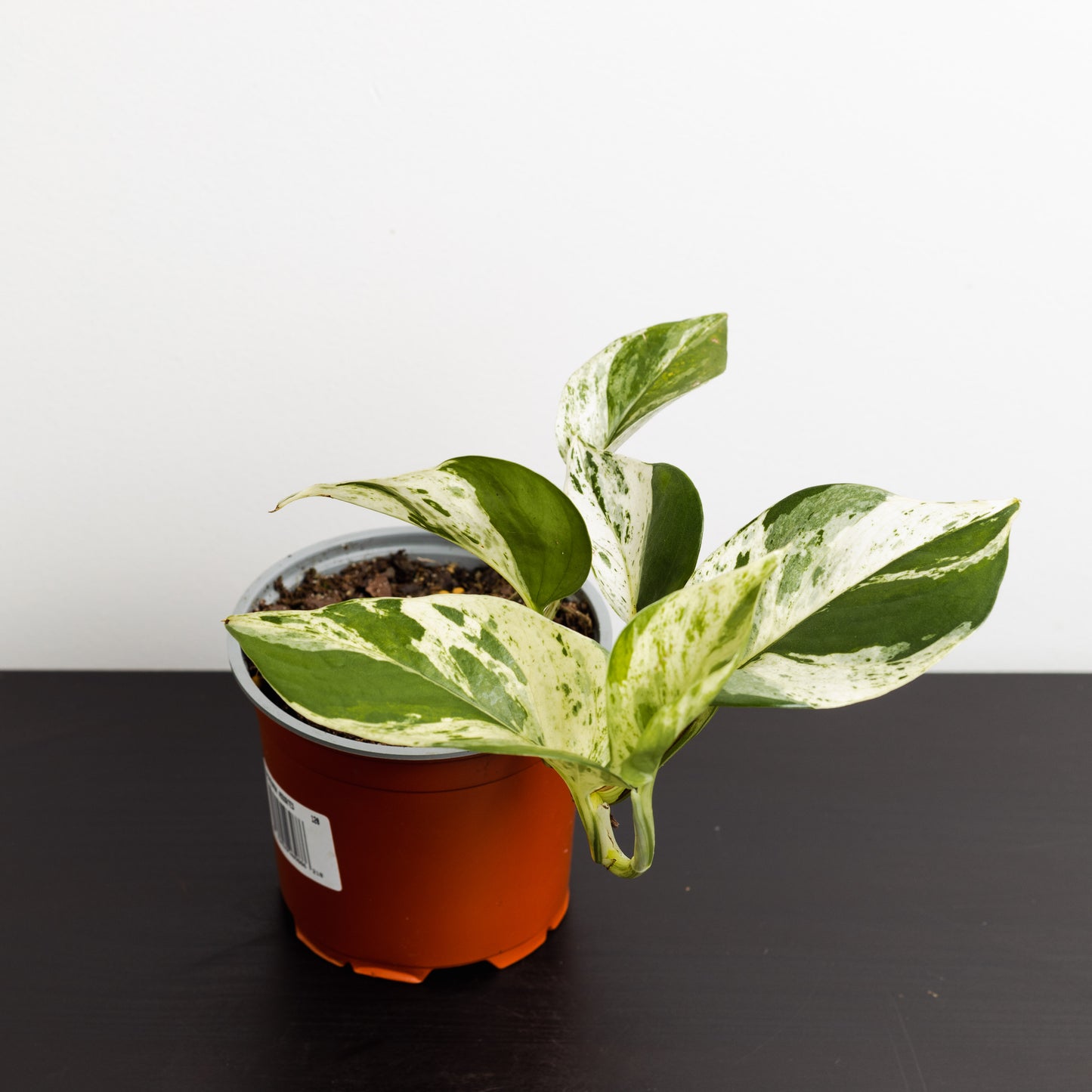 Pothos, Marble (120mm Pot Size)