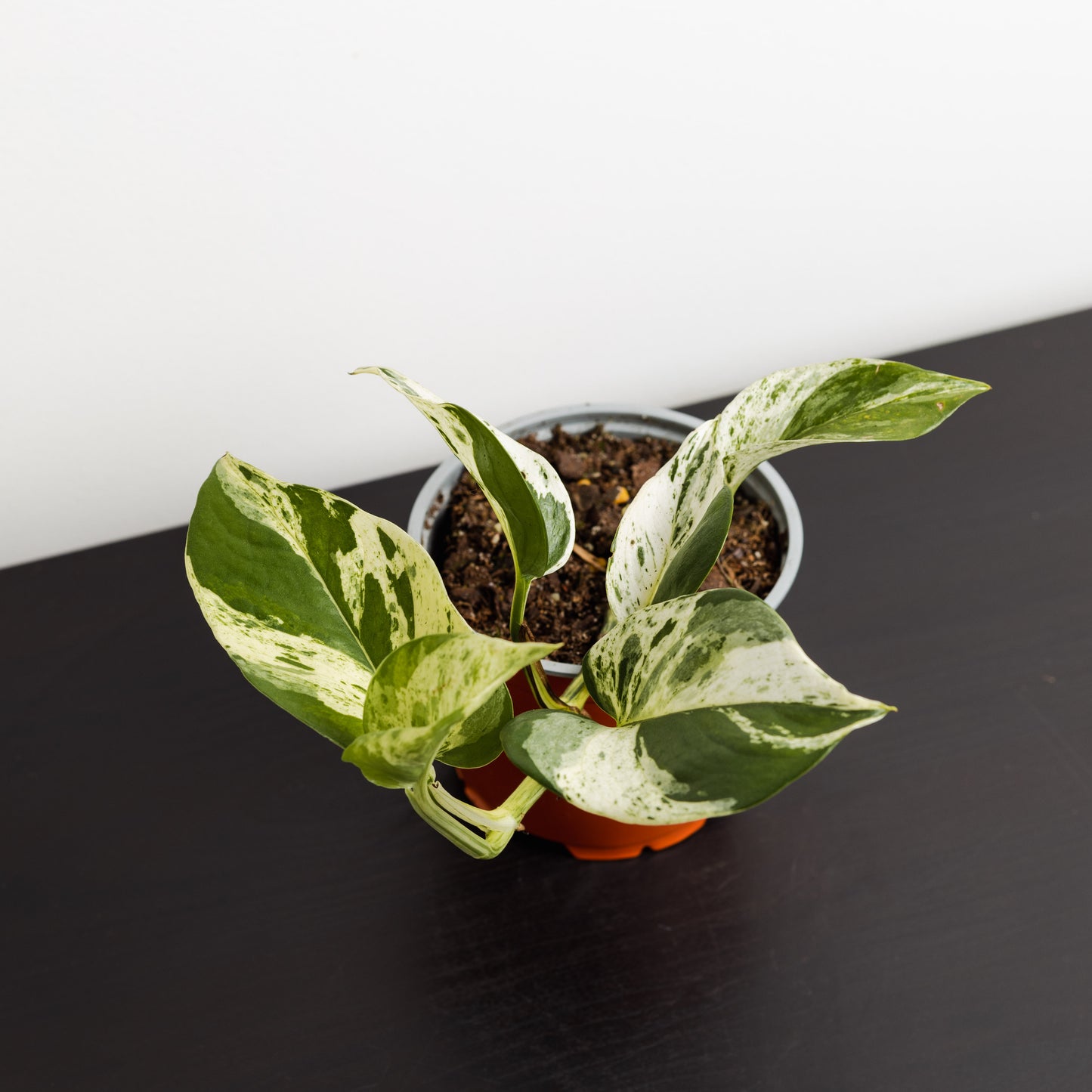 Pothos, Marble (120mm Pot Size)