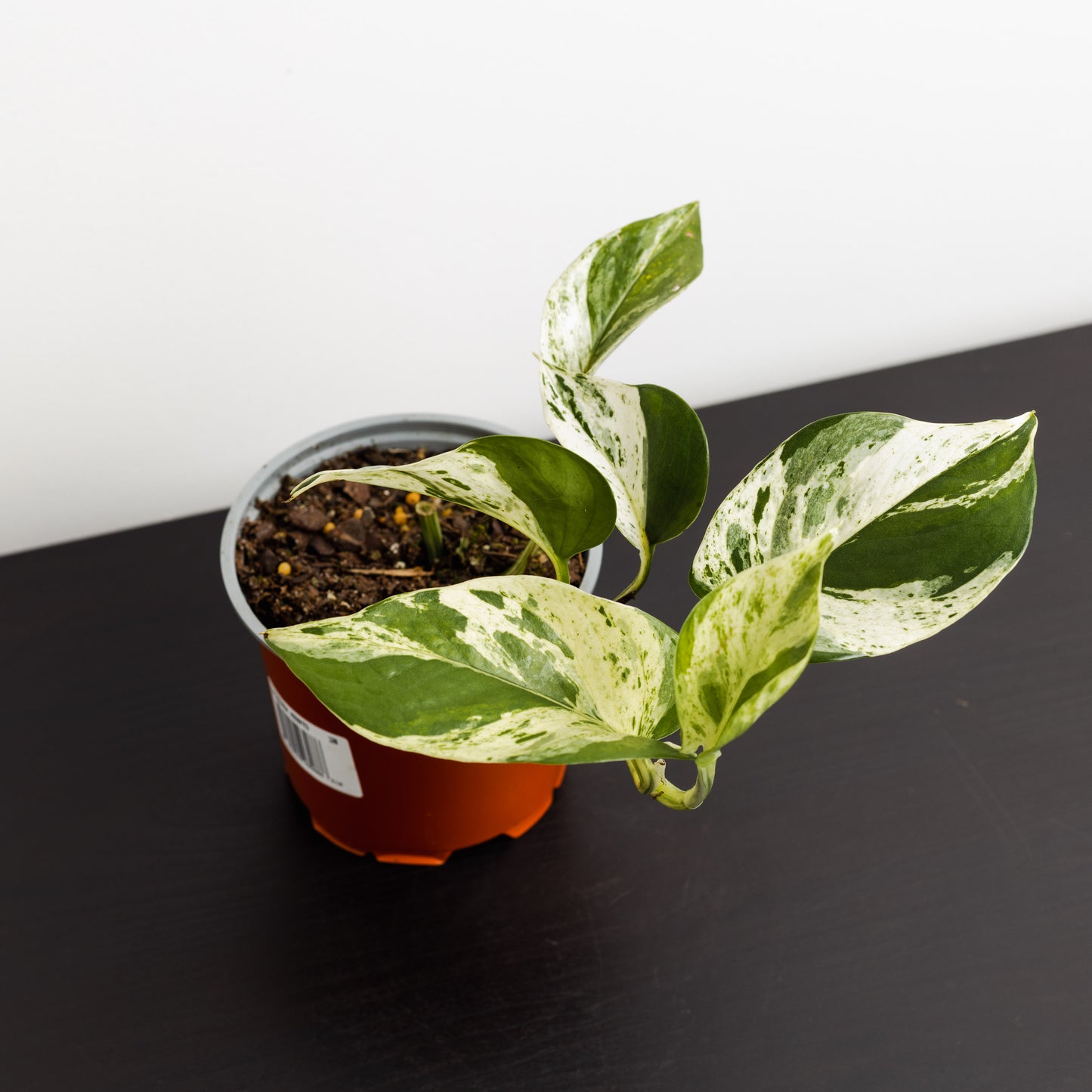 Pothos, Marble (120mm Pot Size)