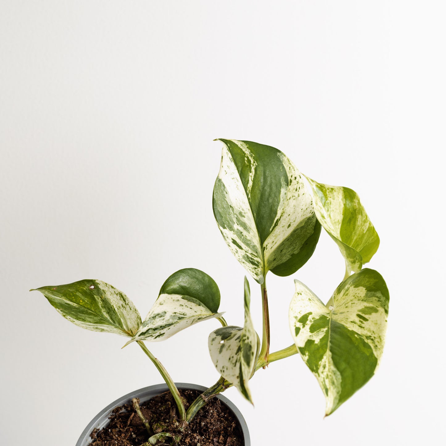 Pothos, Marble (120mm Pot Size)