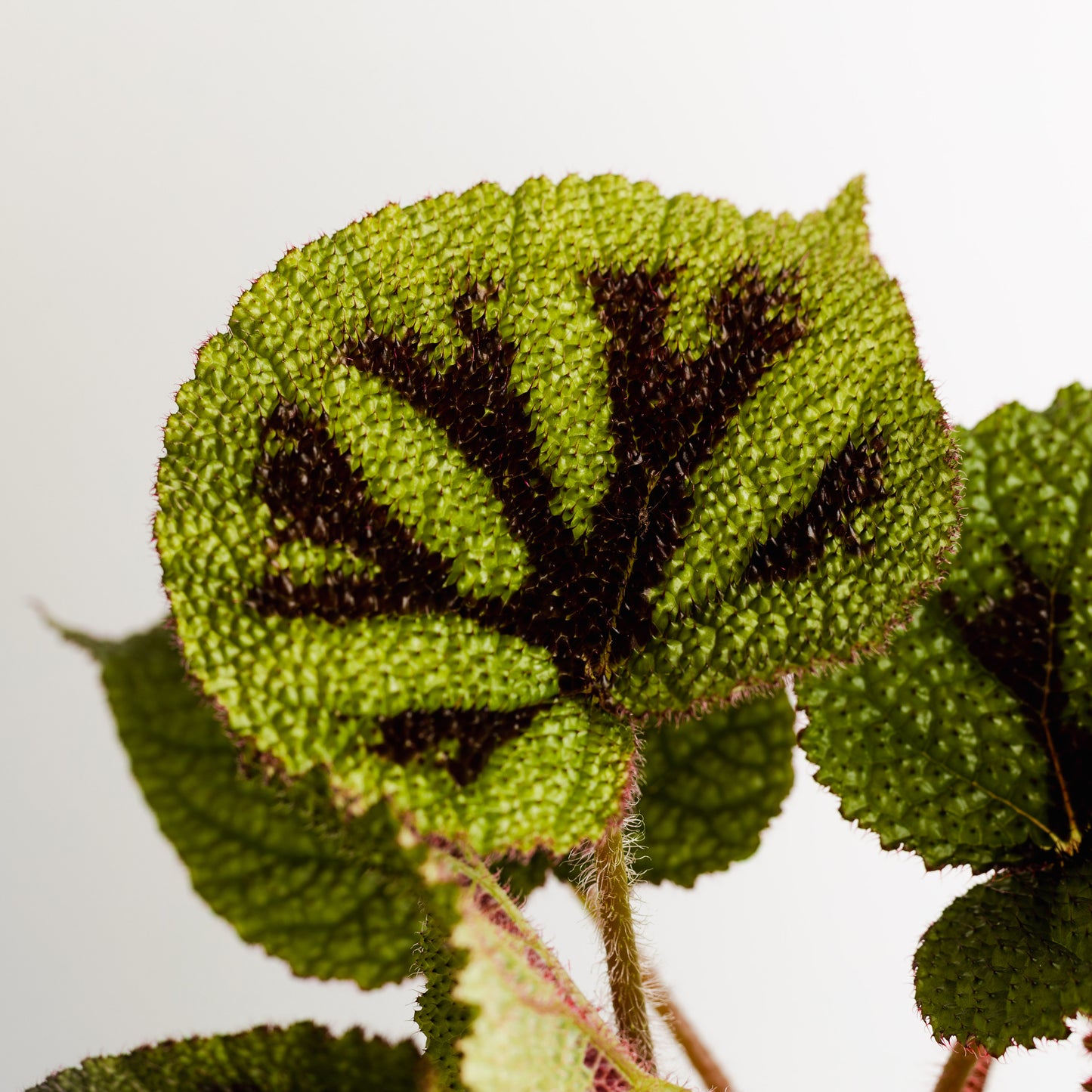 Begonia Iron Cross (140mm Pot Size)