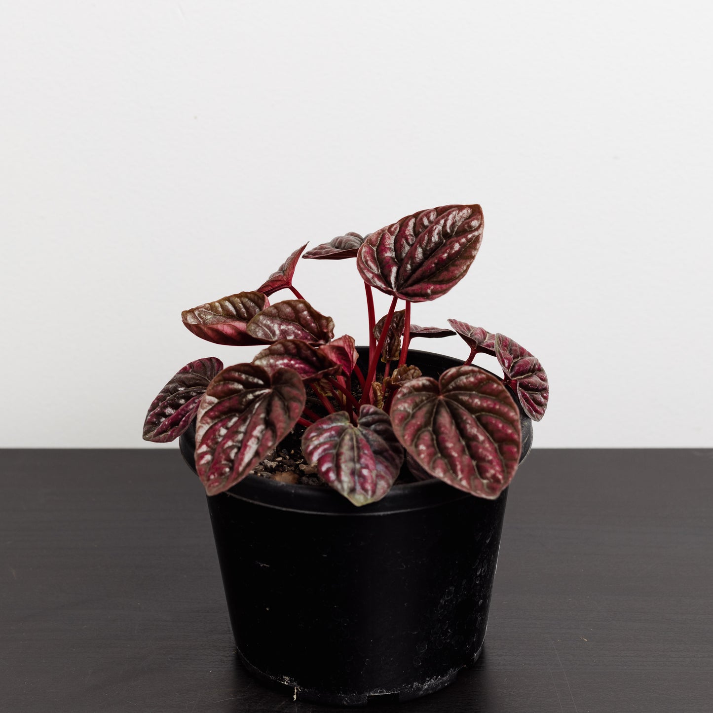 Peperomia Schumi Red (130mm Pot Size)