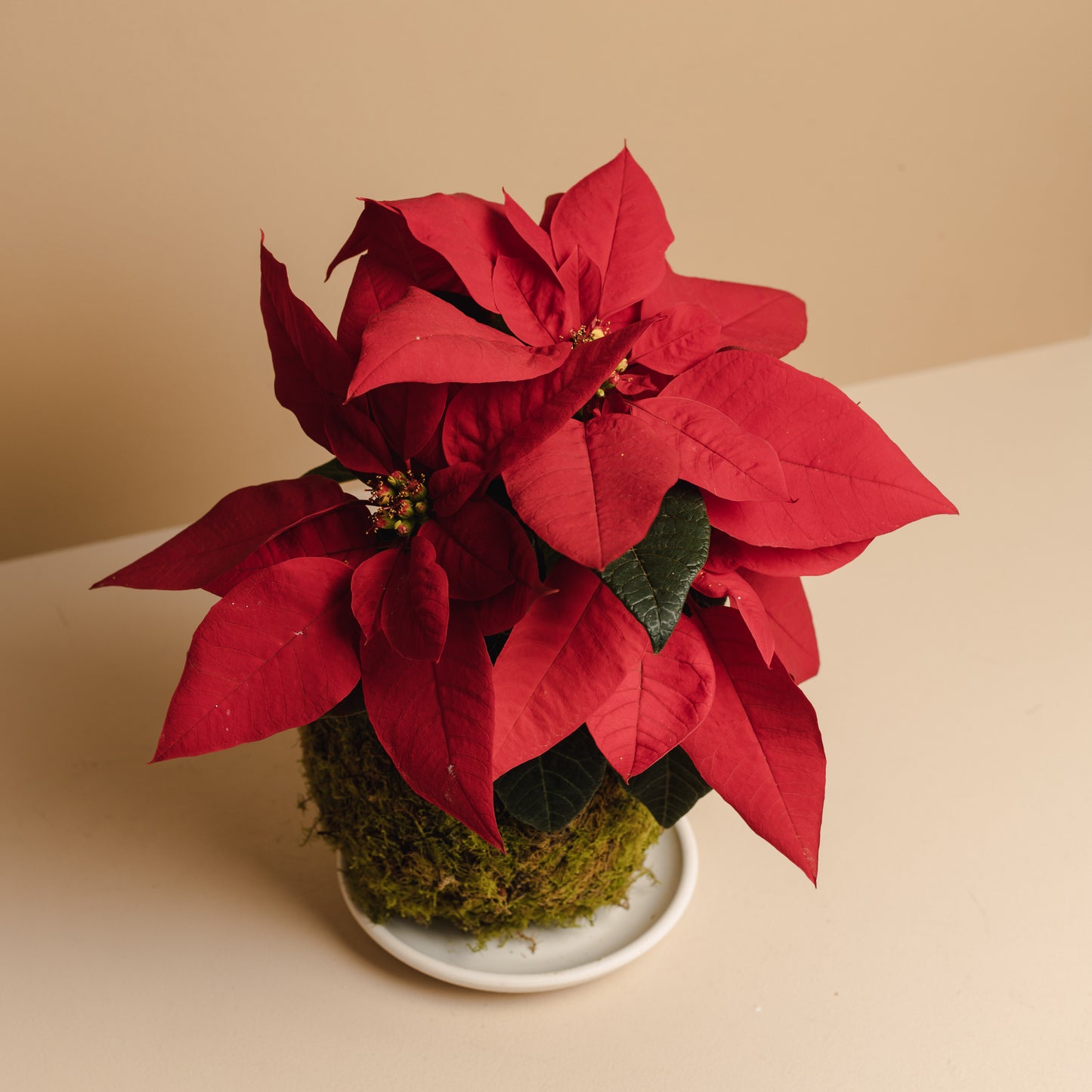 Poinsettia Mossball Kokedama