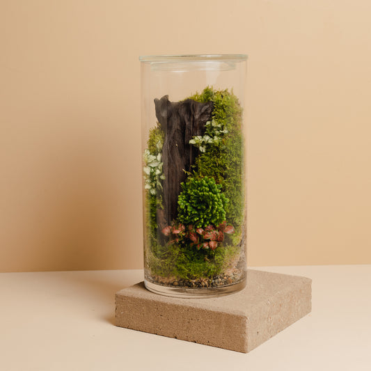 Terrarium Plant Assortment (Medium Vessel)