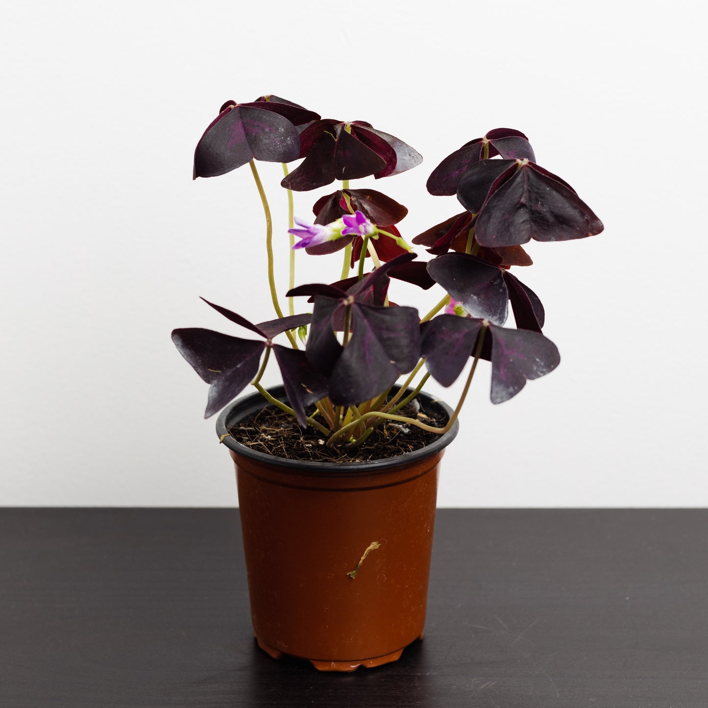 Oxalis Triangularis (90mm Pot Size)