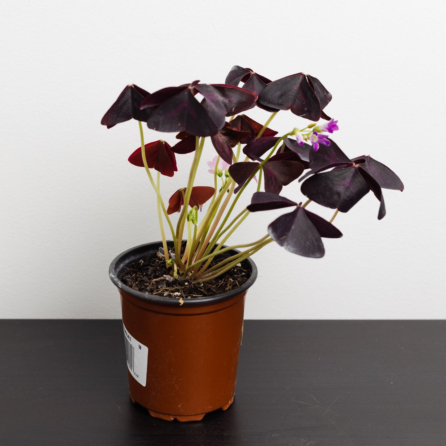 Oxalis Triangularis (90mm Pot Size)