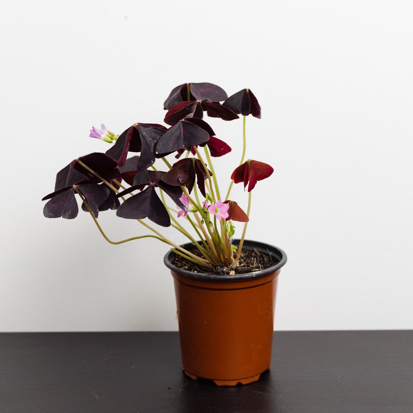 Oxalis Triangularis (90mm Pot Size)