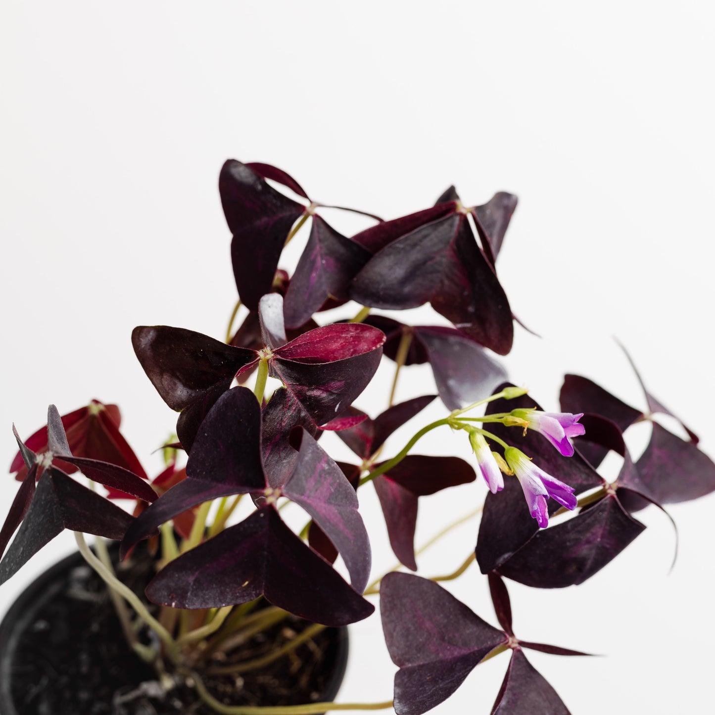 Oxalis Triangularis (90mm Pot Size)
