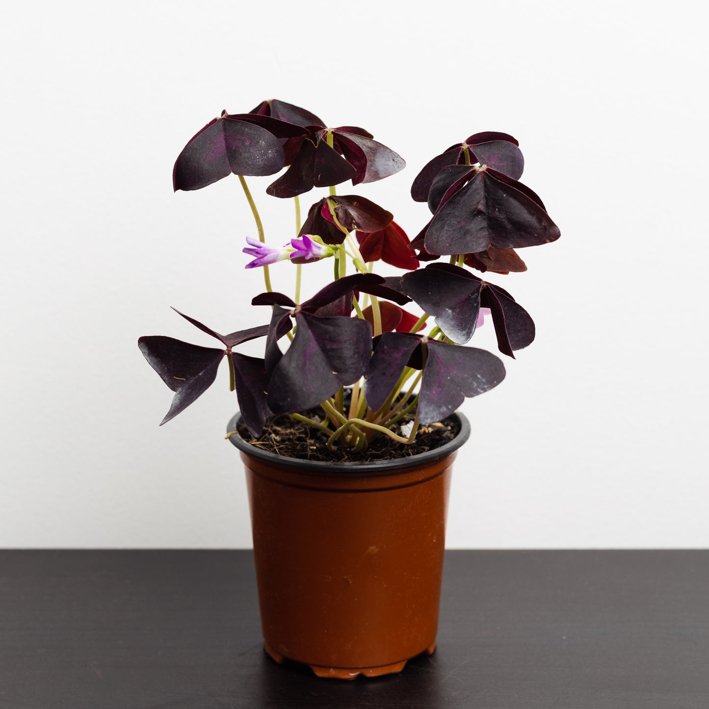 Oxalis Triangularis (90mm Pot Size)