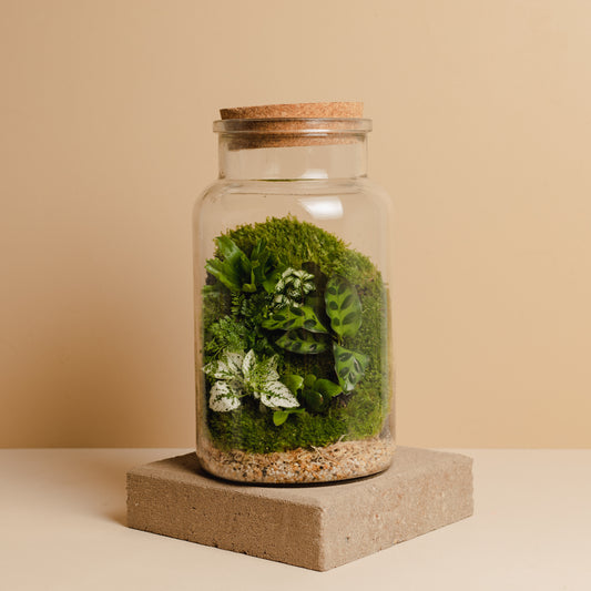 Terrarium Plant Assortment (Large Vessel)